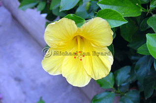 Yello Hibiscus